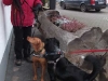 Hundebegegnung beim Trailen, 15.02.2014