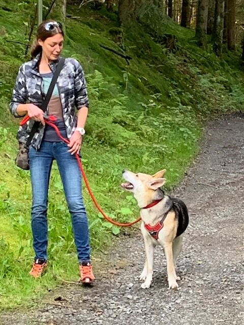 Mensch und Hund in Verbindung