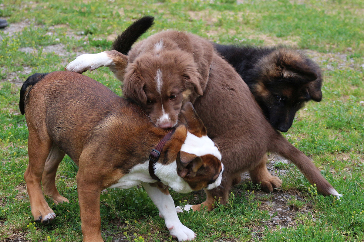 Welpenstunde Hundeschule Sauerland